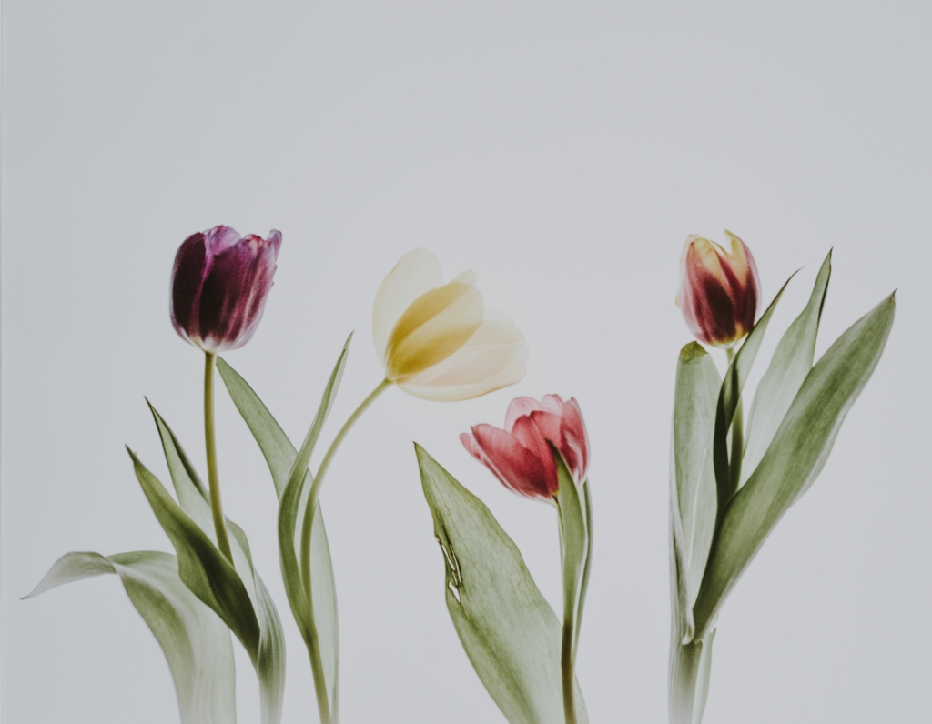 watercolor print of four tulips on white background